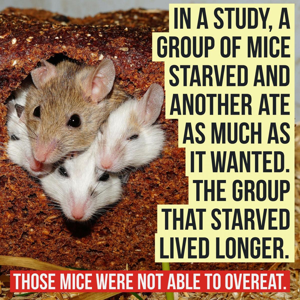 cute mice huddled together with statistics about mice and healthy eating