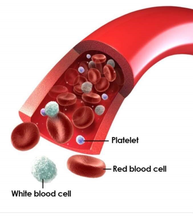 Blood tissue regenerating during regenerative medicine